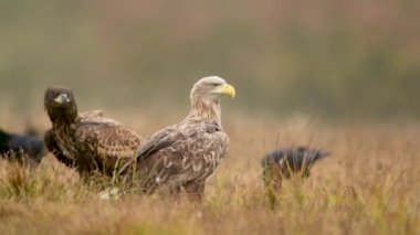 Beyaz kuyruklu kartal (Haliaeetus albicilla) yakınlaş