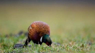 Halka yakalı Sülün (Phasianus colchicus) erkek