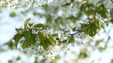 Berrak gökyüzünde çiçek açan kiraz ağacı