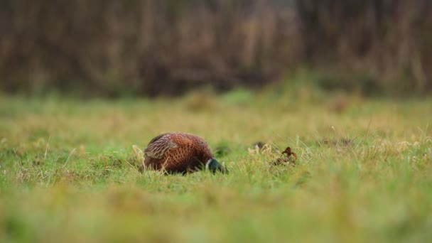 Ringneck Pheasant Phasianus Colchicus Male — Stock Video