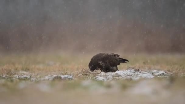 Common Buzzard Buteo Buteo Close — Stock Video