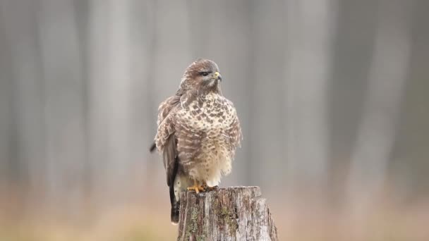 Buizerd Buteo Buteo Close — Stockvideo