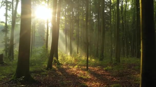 Hermosa Mañana Bosque — Vídeos de Stock