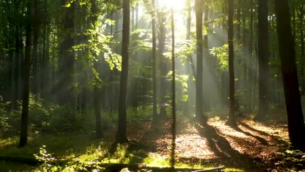 Belle Lumière Soleil Dans Forêt Verte — Video