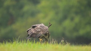 Beyaz kuyruklu kartal (Haliaeetus albicilla )