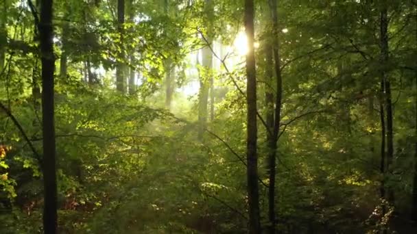 Belle Matinée Dans Forêt — Video