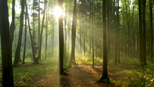 Bela Luz Solar Floresta Verde — Vídeo de Stock