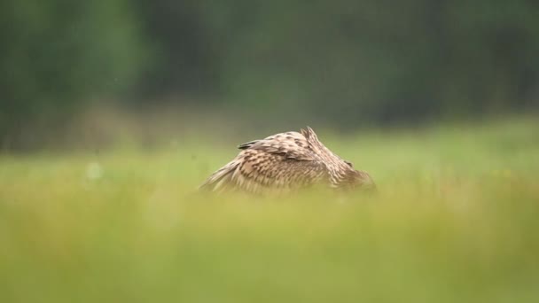 Vitstjärtad Örn Haliaeetus Albicilla Närbild — Stockvideo