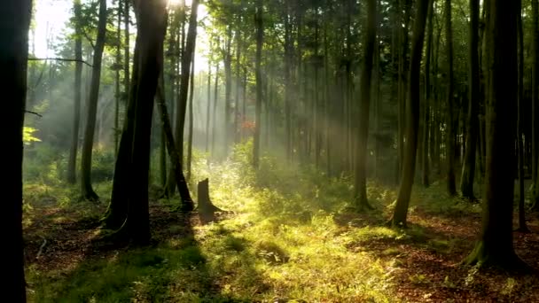 Belle Lumière Soleil Dans Forêt Verte — Video