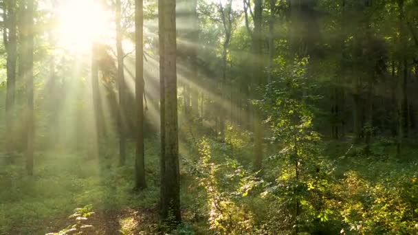 Belle Lumière Soleil Dans Forêt Verte — Video