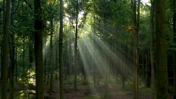 Bela Luz Solar Floresta Verde — Vídeo de Stock