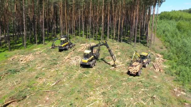 Skogsmaskiner Som Hugger Träd Flygbilder — Stockvideo