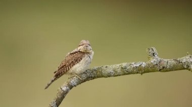 Wryneck (Jynx torquilla) yakın çekim