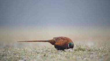 Halka yakalı Sülün (Phasianus colchicus) erkek