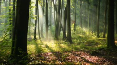 Yeşil ormanda güzel güneş ışığı 