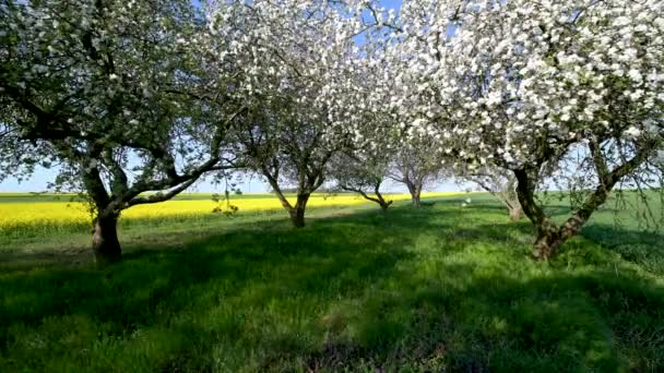 Hermoso Día Primavera Huerto Cerezos — Vídeos de Stock