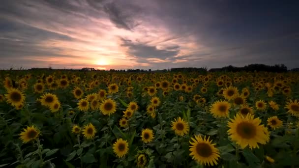 Vacker Sommardag Över Solrosor Fält — Stockvideo