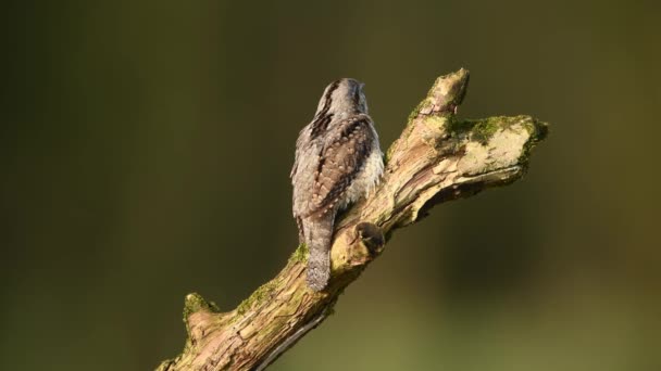 Wryneck Jynx Torquilla Zbliżenie — Wideo stockowe