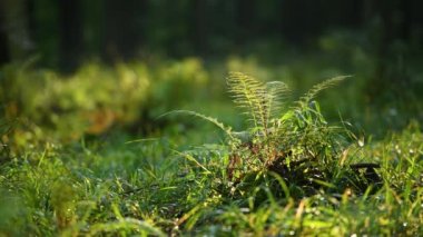 Güneşli bir günde taze yeşil ağaç dalı