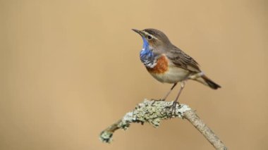 Bluethroat kuşu yaklaş. ( Luscinia svecica )