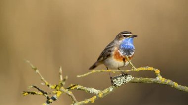 Bluethroat kuşu yaklaş. ( Luscinia svecica )