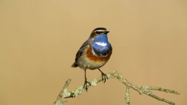 Bluethroat kuşu yaklaş. ( Luscinia svecica )