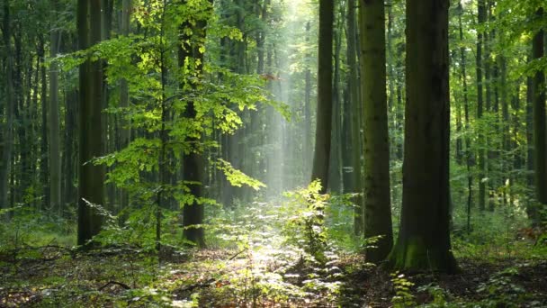 Vackert Solljus Den Gröna Skogen — Stockvideo
