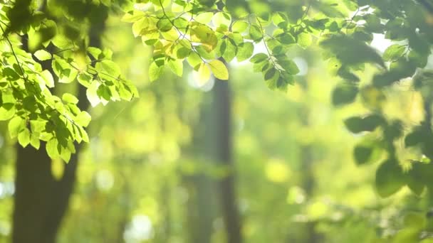 Ramo Albero Verde Fresco Nella Giornata Sole — Video Stock