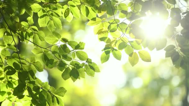 Świeże Zielone Gałęzie Drzew Słoneczny Dzień — Wideo stockowe