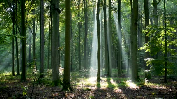 Yeşil Ormanda Güzel Güneş Işığı — Stok video