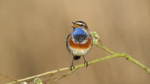 Blaukehlchen Aus Nächster Nähe Luscinia Svecica — Stockvideo