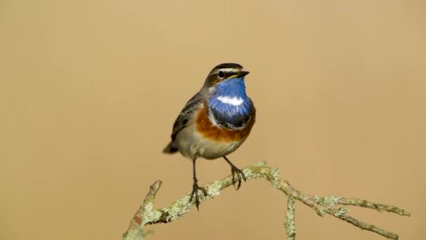 Pássaro Bluethroat Perto Luscinia Svecica — Vídeo de Stock