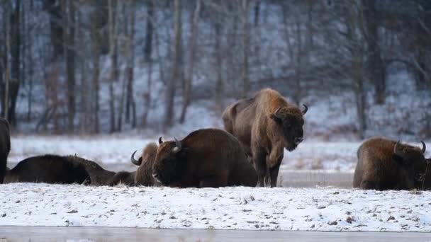 European Bison Bison Bonasus Winter Forest — стоковое видео