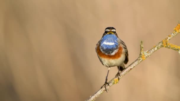 Bluethroat Kuşu Yaklaş Luscinia Svecica — Stok video