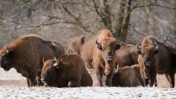 欧洲野牛 Bison Bonasus 在冬季森林中 — 图库视频影像