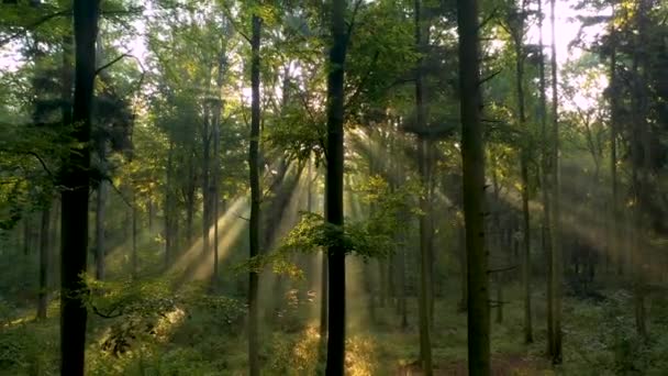 Όμορφο Φως Του Ήλιου Στο Δάσος Εναέρια Βολή — Αρχείο Βίντεο