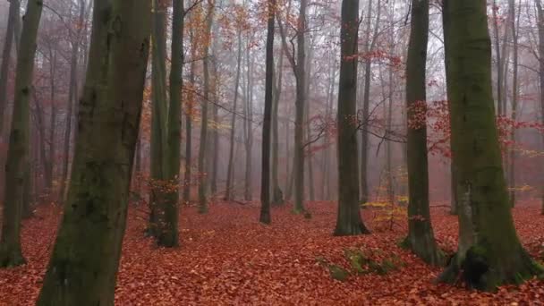 Sarı Sonbahar Ormanı Hava Görüntüsü — Stok video