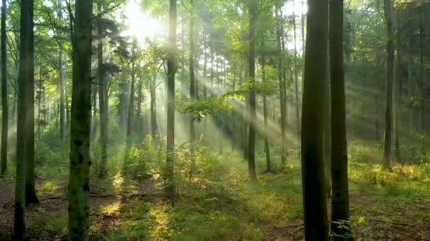 Belle Lumière Soleil Dans Forêt Plan Aérien — Video