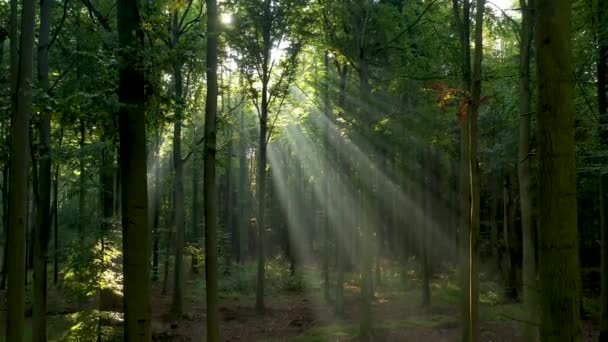 Belle Lumière Soleil Dans Forêt Plan Aérien — Video
