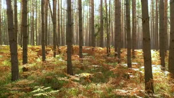 Gelber Herbstwald Luftbildp — Stockvideo