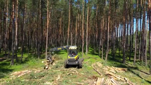 Skogsmaskinskördare Som Hugger Träd — Stockvideo