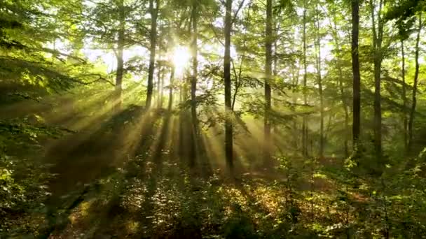 Schönes Sonnenlicht Wald Luftaufnahme — Stockvideo