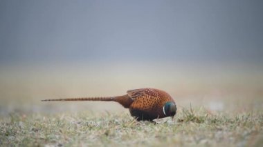 Halka yakalı Sülün (Phasianus colchicus) erkek