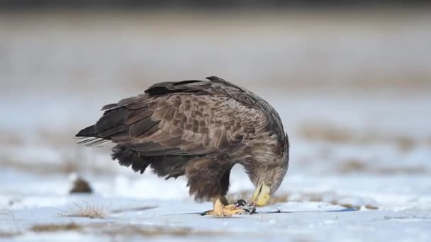 Orel Běloocasý Haliaeetus Albicilla Close — Stock video