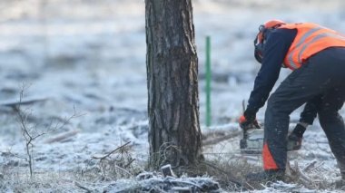 Elektrikli testereli bir adam ağacı kesiyor - yavaş çekim görüntüleri