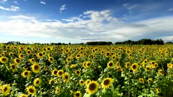 Vacker Sommardag Över Solrosor Fält — Stockvideo