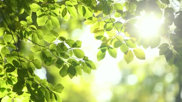 Fresh Green Tree Branch Sunny Day — Stock Video