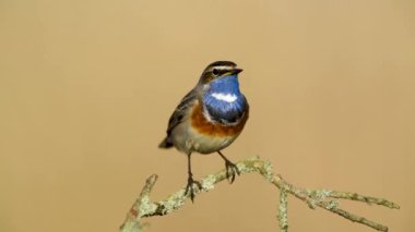 Bluethroat kuşu yaklaş. ( Luscinia svecica )