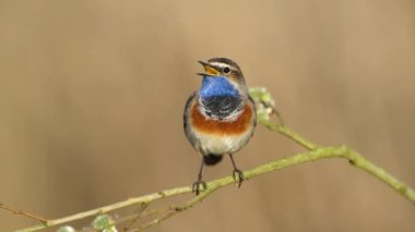 Bluethroat kuşu yaklaş. ( Luscinia svecica )