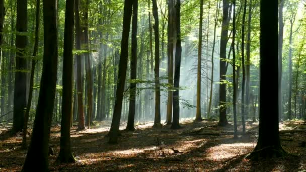 Hermosa Luz Del Sol Bosque Tiro Aéreo — Vídeos de Stock